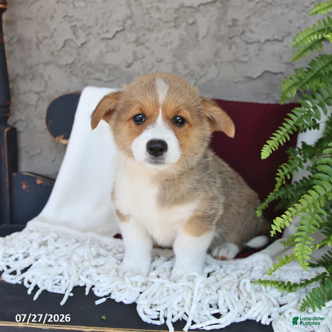 Welsh Corgi Pembroke dogs for sale: Leo - Ad 3