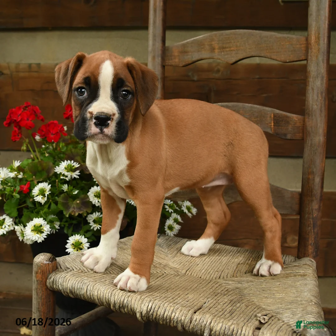 Boxer dogs for sale: Bella   - Ad 3