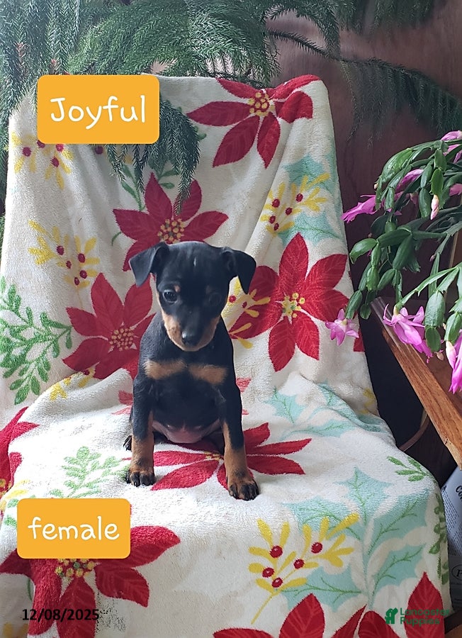Miniature Pinscher dogs Joyful - Ad 14