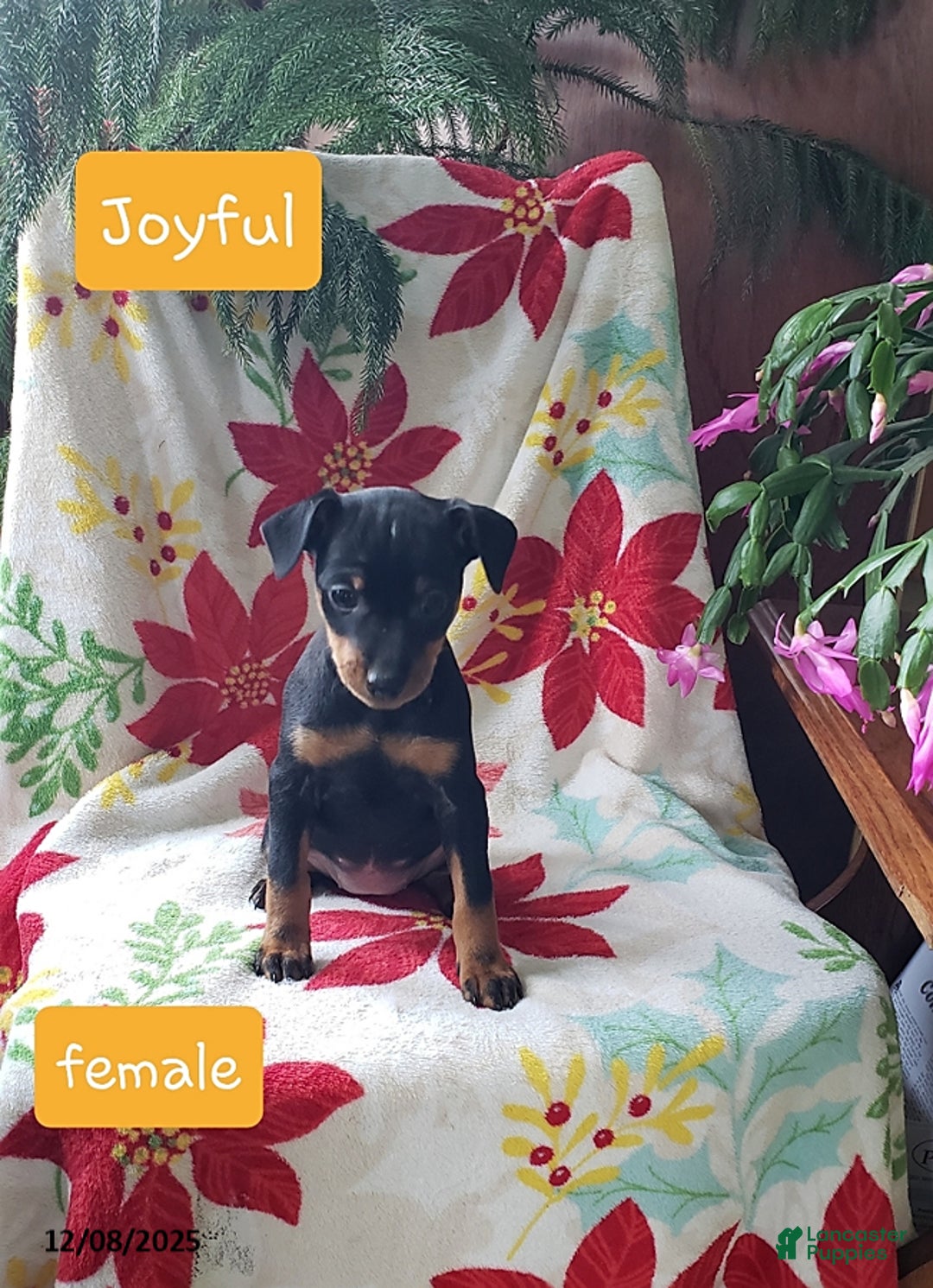Miniature Pinscher dogs for sale: Joyful - Ad 1