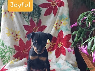 Miniature Pinscher dogs Joyful - Ad 3