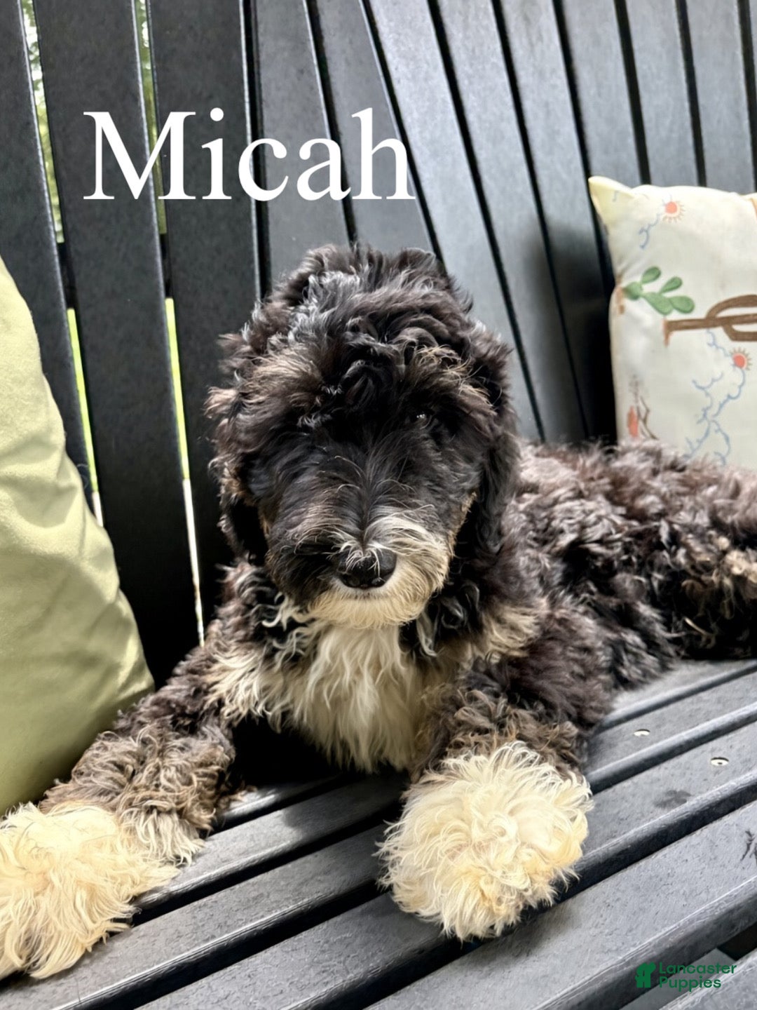 Mixed Breed dogs Micah - Ad 1