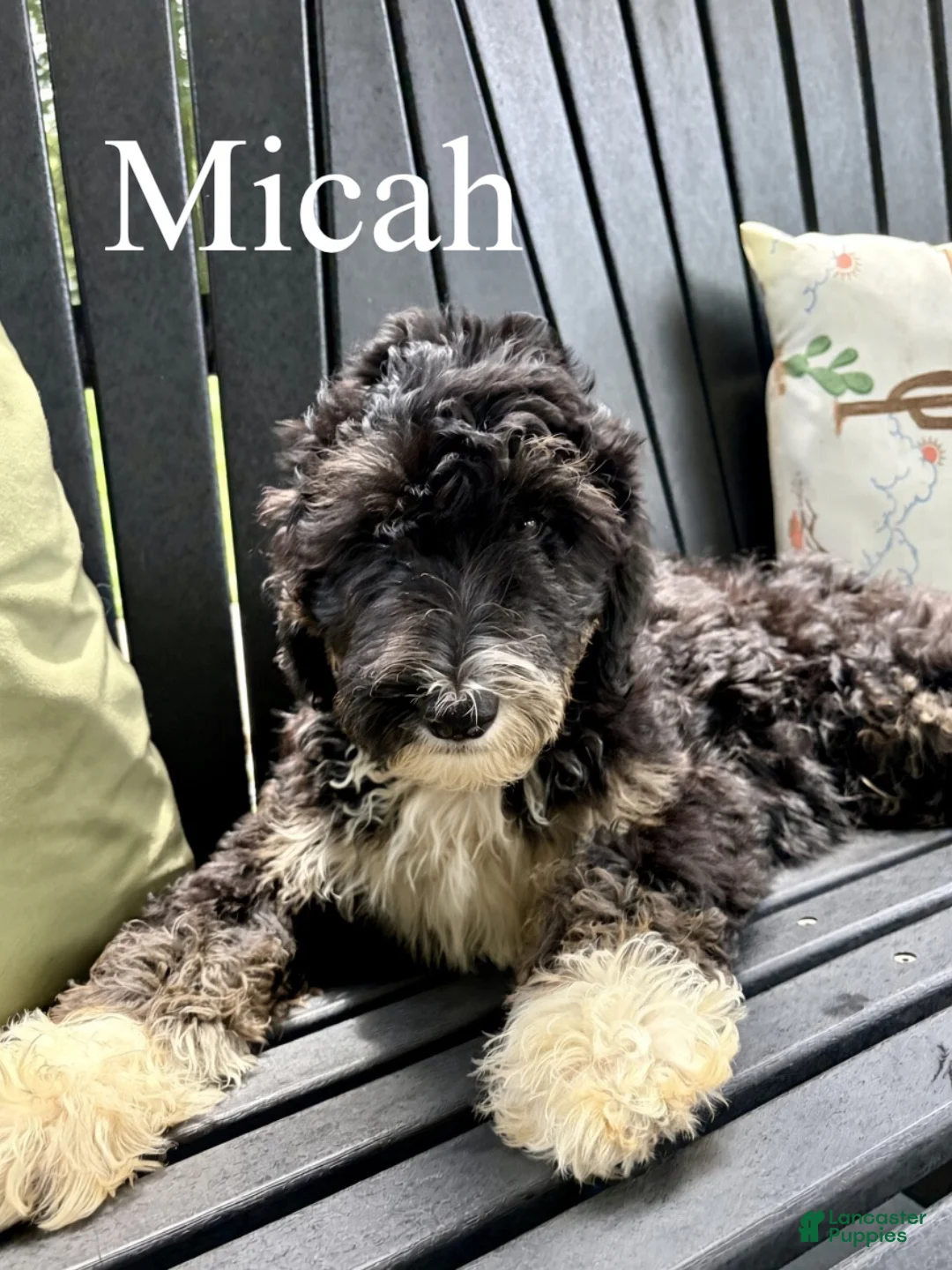 Mixed Breed dogs for sale: Micah - Ad 1