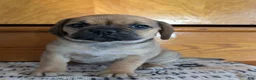 Puggle dogs for sale: Kandi  - Ad 12