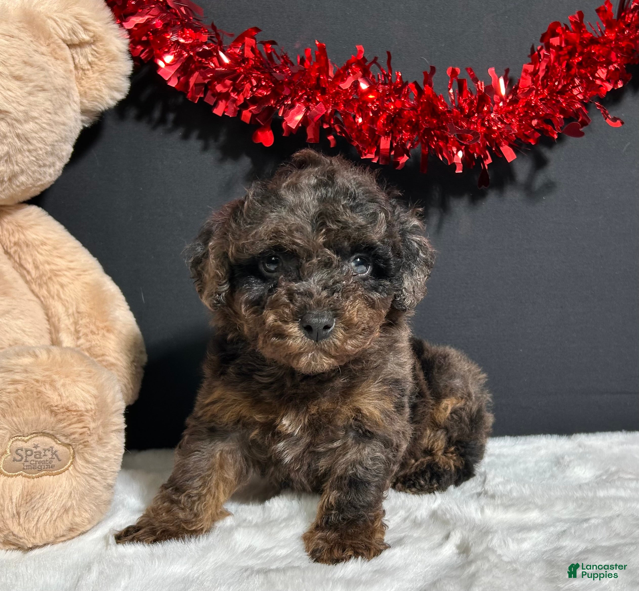 Toy Poodle dogs Hayden - Ad 2