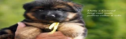 German Shepherd dogs for sale: German Shepherd male yellow collar - Ad 9
