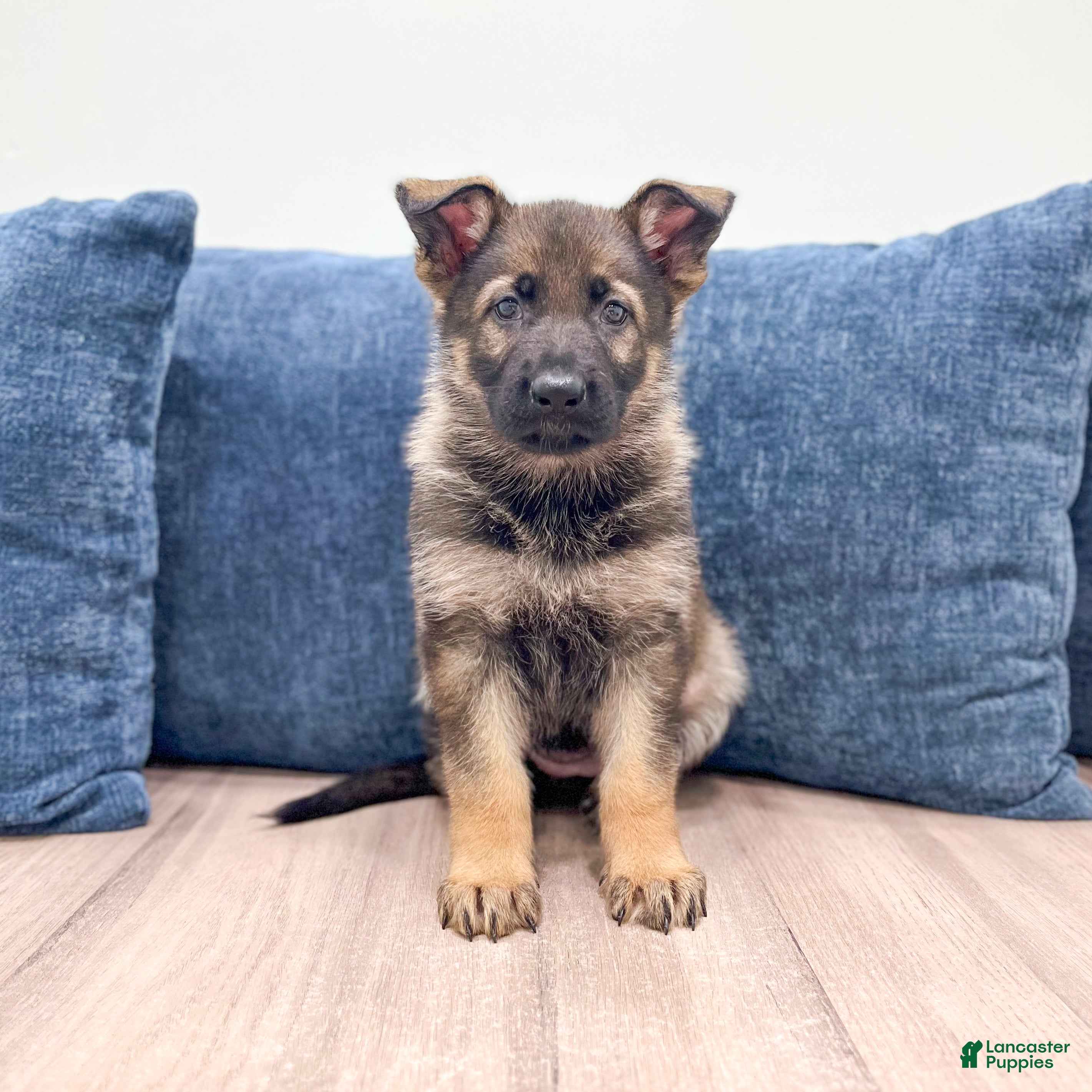 German Shepherd dogs Juneau - Ad 1