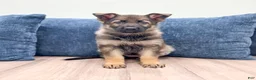 German Shepherd dogs for sale: Juneau - Ad 1