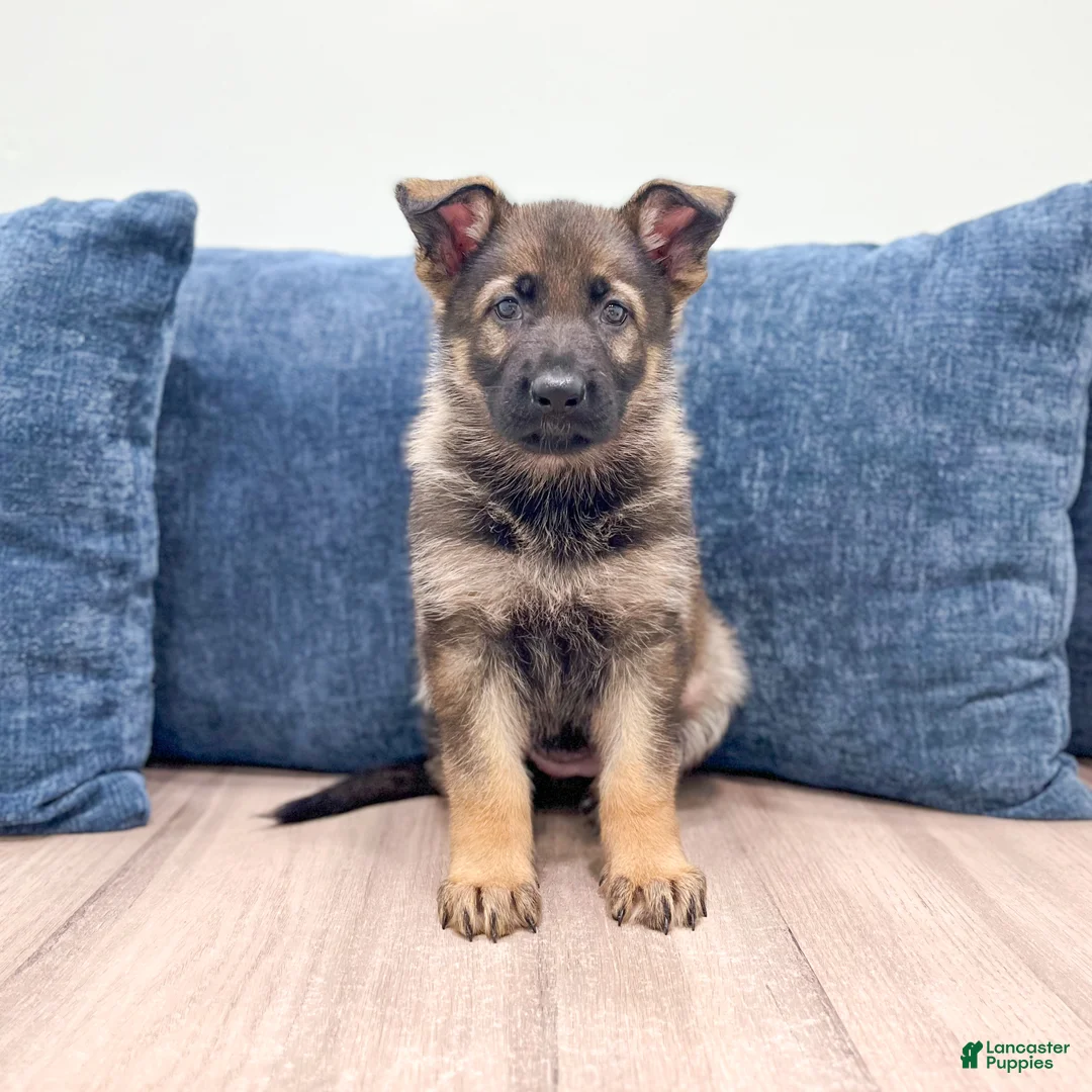 German Shepherd dogs for sale: Juneau - Ad 1