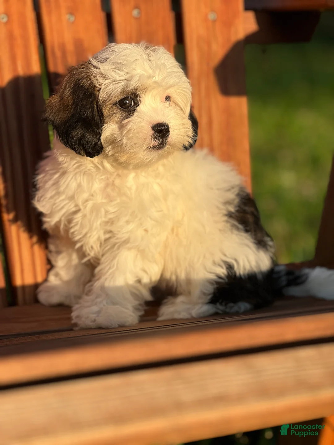 Shihpoo dogs for sale: Franzine - Ad 3