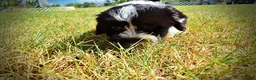 Havapoo dogs for sale: Kibbles - Ad 13