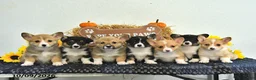 Welsh Corgi Pembroke dogs for sale: Ollie - Ad 5