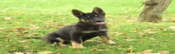 German Shepherd dogs for sale: Montana - Ad 5