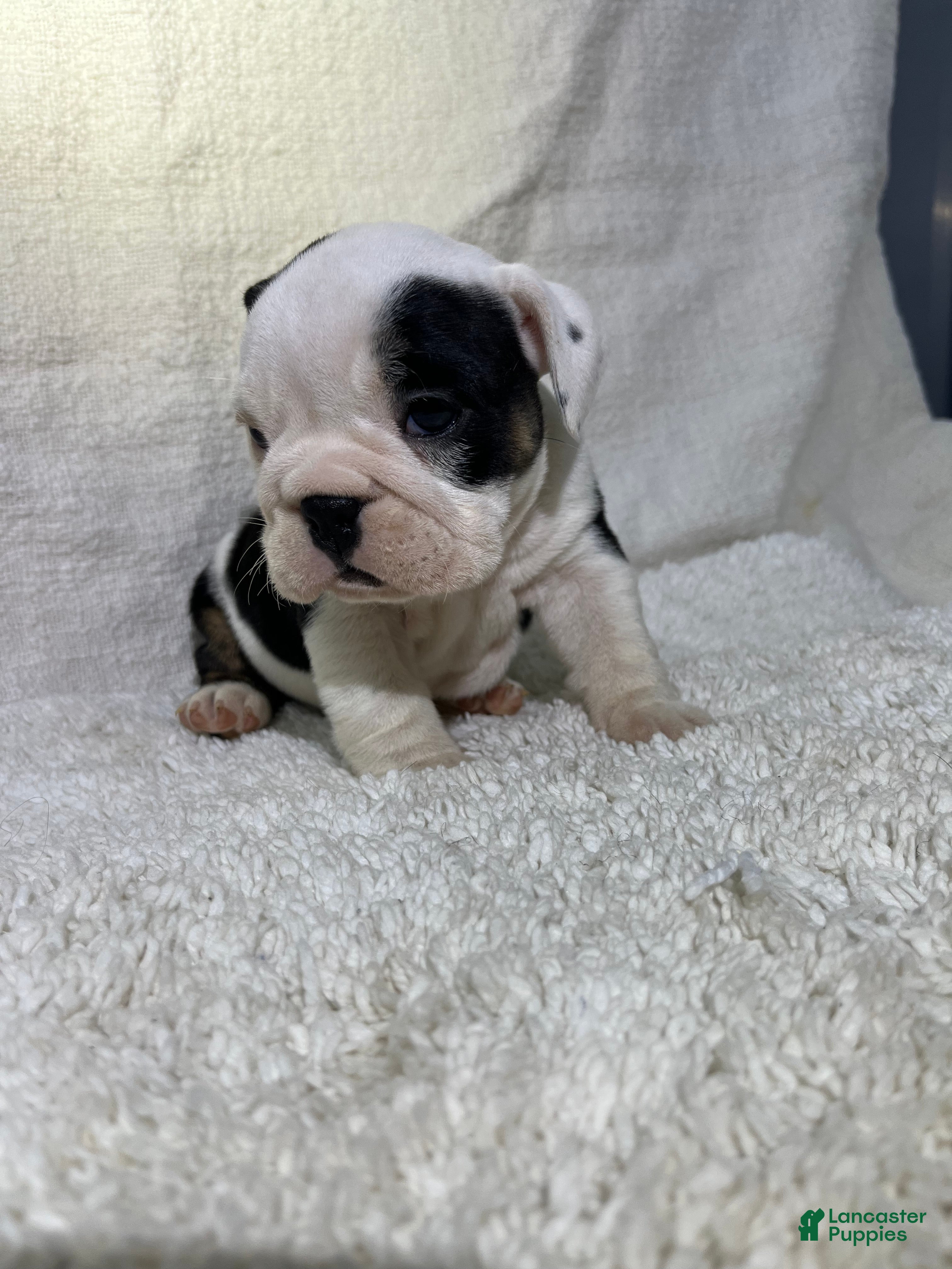 English Bulldog dogs Zoey - Ad 22