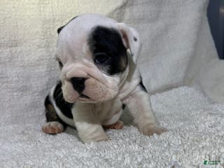English Bulldog dogs Zoey - Ad 32