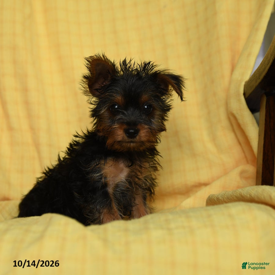 Yorkshire Terrier dogs Spice - Ad 1