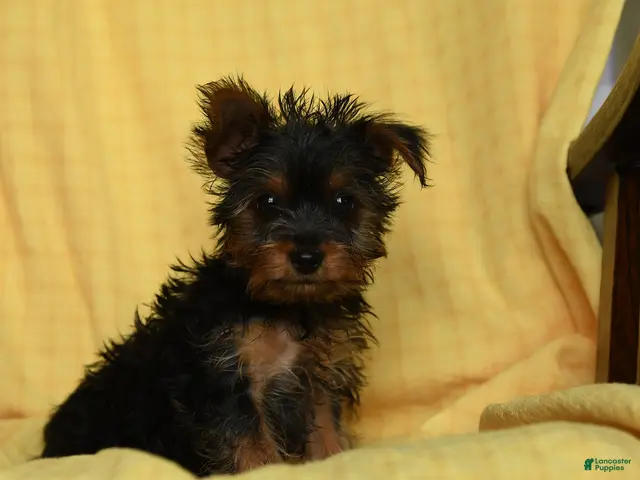 Yorkshire Terrier dogs Spice - Ad 1