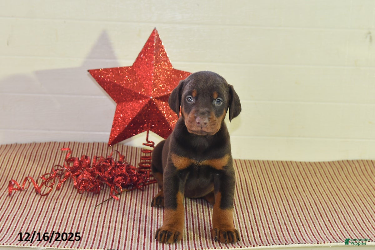 Doberman Pinscher dogs Sparkle - Ad 18