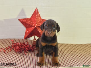 Doberman Pinscher dogs Sparkle - Ad 23