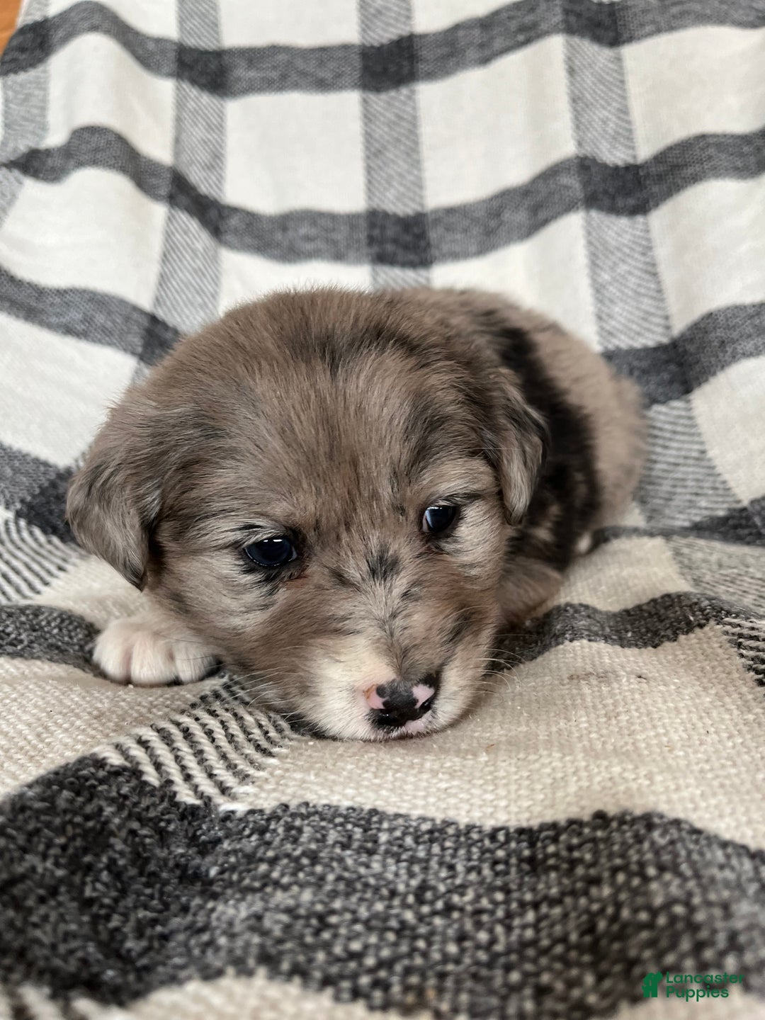 Mixed Breed dogs for sale: Aspen - Ad 3