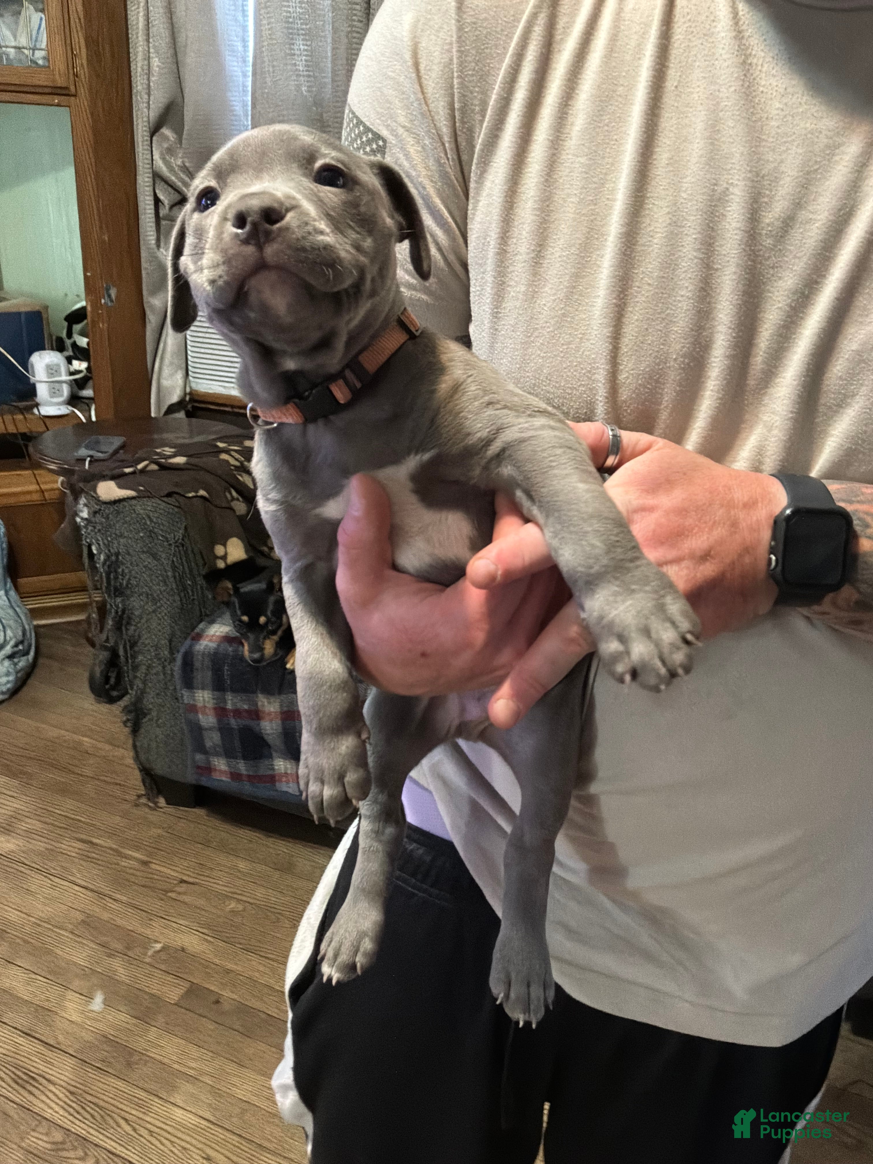 American Pit Bull Terrier dogs American Pit Bull Terrier Puppy 2 - Ad 7