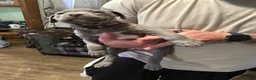 American Pit Bull Terrier dogs for sale: American Pit Bull Terrier Puppy 2 - Ad 1