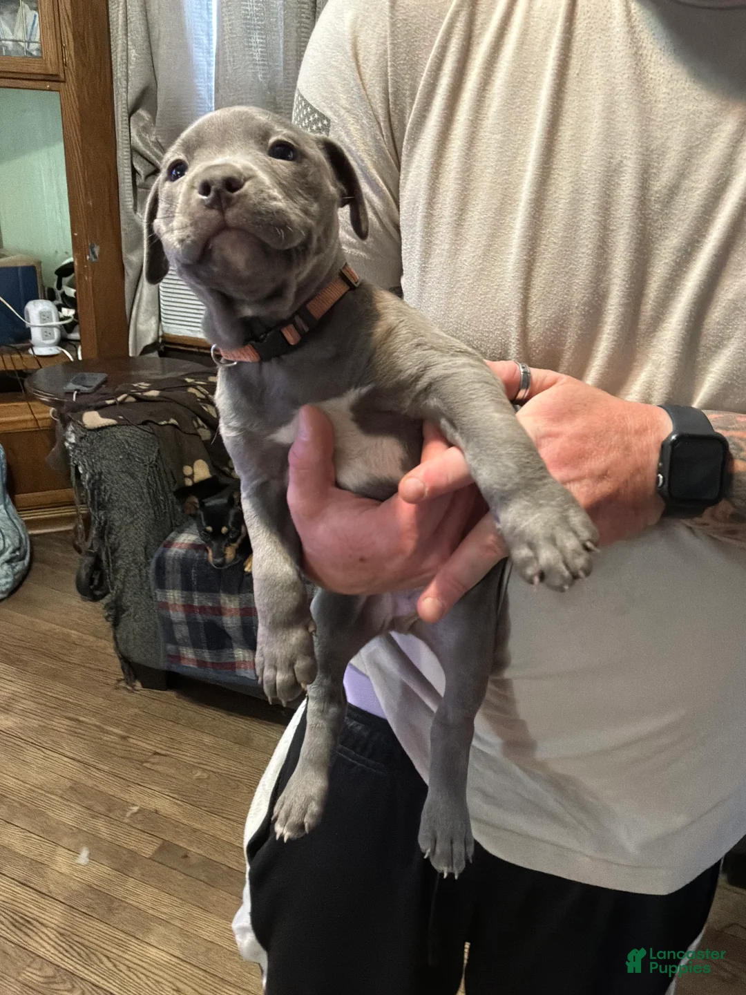 American Pit Bull Terrier dogs for sale: American Pit Bull Terrier Puppy 2 - Ad 1