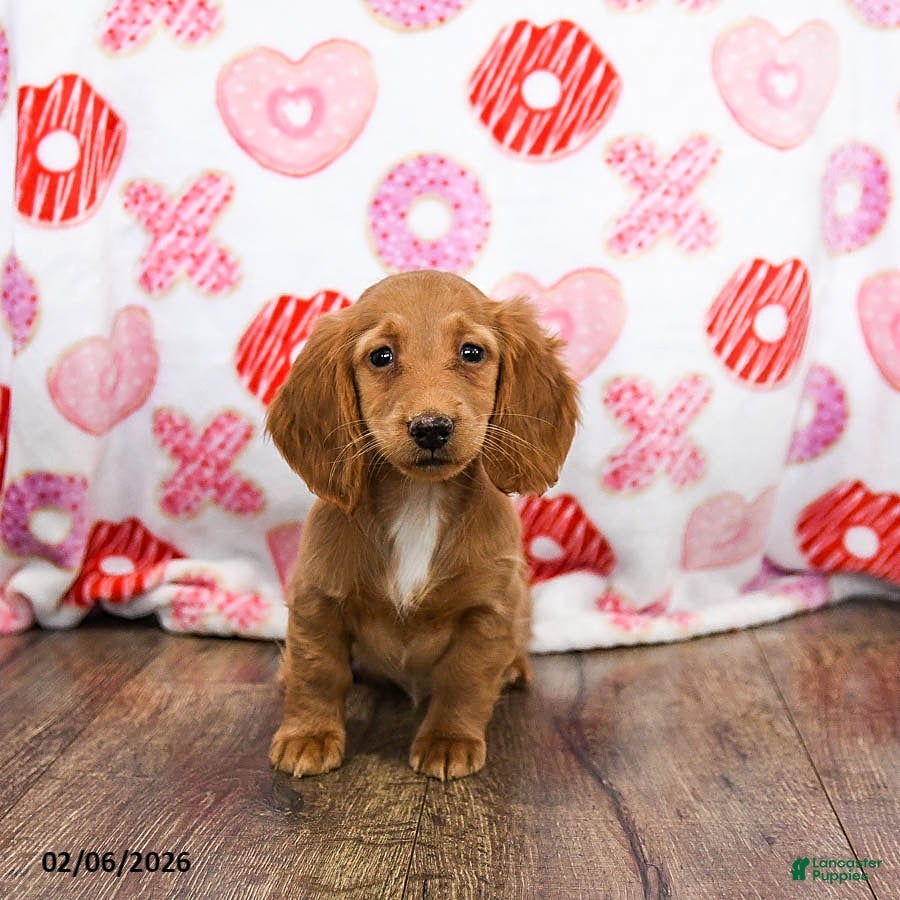 Miniature Dachshund dogs Zola - Ad 20