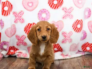 Miniature Dachshund dogs Zola - Ad 28