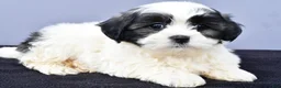 Malshi dogs for sale: Josh - Ad 5
