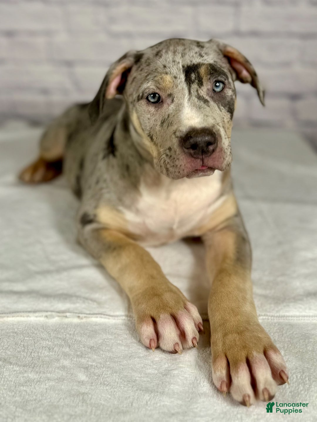 American Bully dogs for sale: Blue Moon - Ad 4