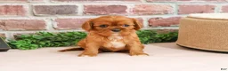 Cavalier King Charles Spaniel dogs for sale: Dreamer - Ad 7
