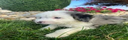 Mini Bernedoodle dogs for sale: Tonya - Ad 5