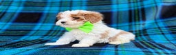 Cavapoo dogs for sale: Bentley  - Ad 2