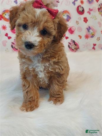 Miniature Poodle dogs Miniature Poodle Puppy 2 - Ad 35