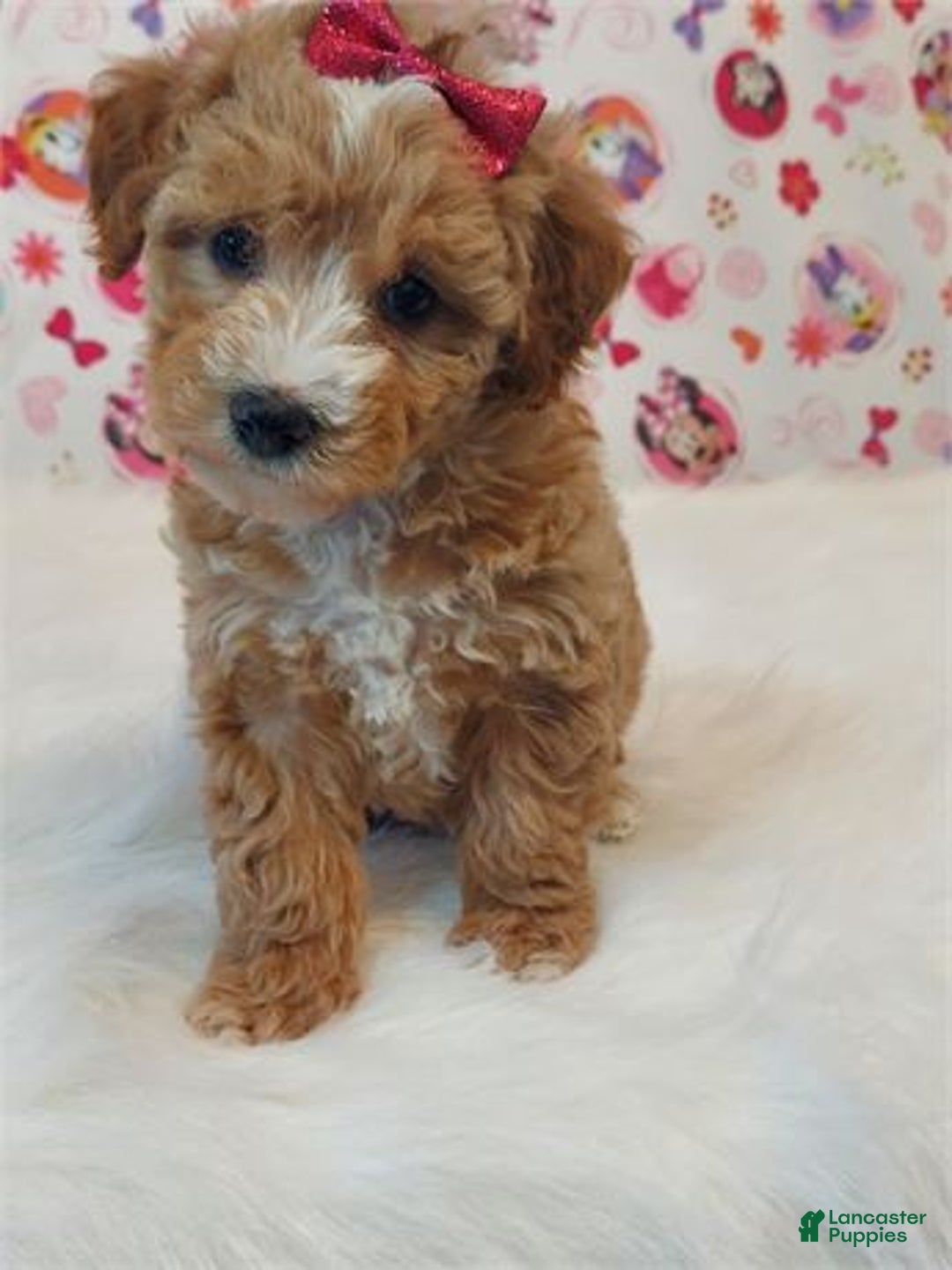 Miniature Poodle dogs for sale: Miniature Poodle Puppy 2 - Ad 1