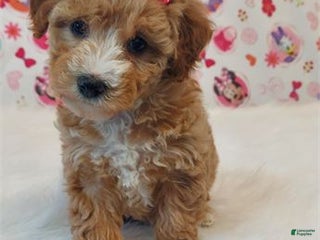 Miniature Poodle dogs Miniature Poodle Puppy 2 - Ad 36