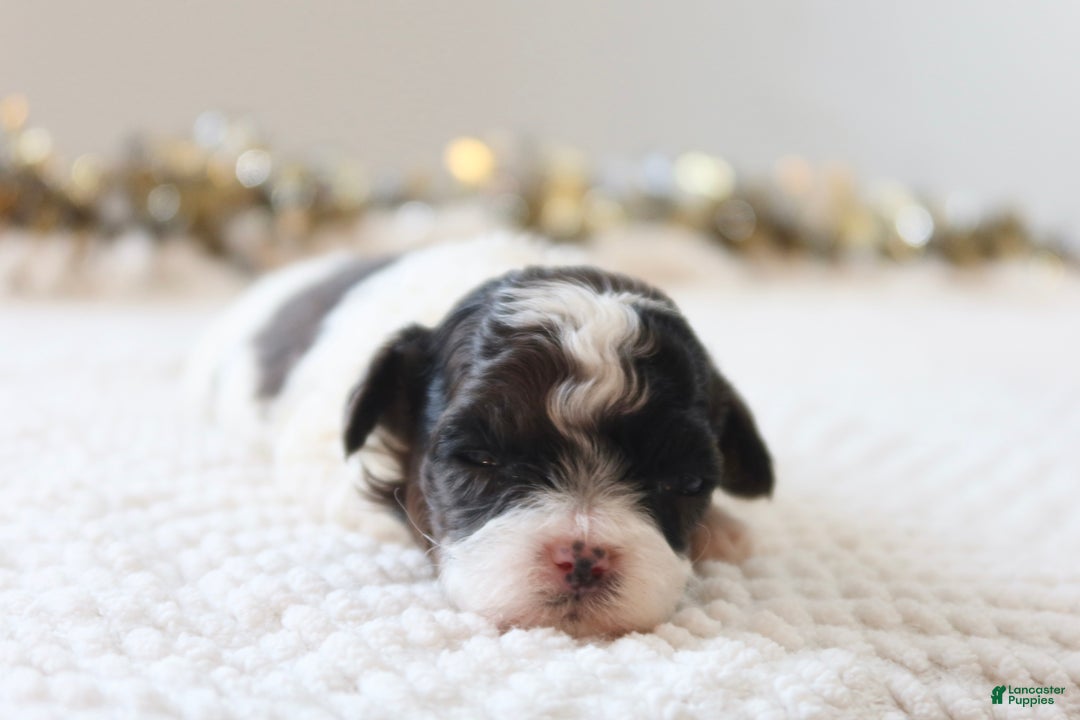 Toy Poodle dogs for sale: Merry - Ad 3