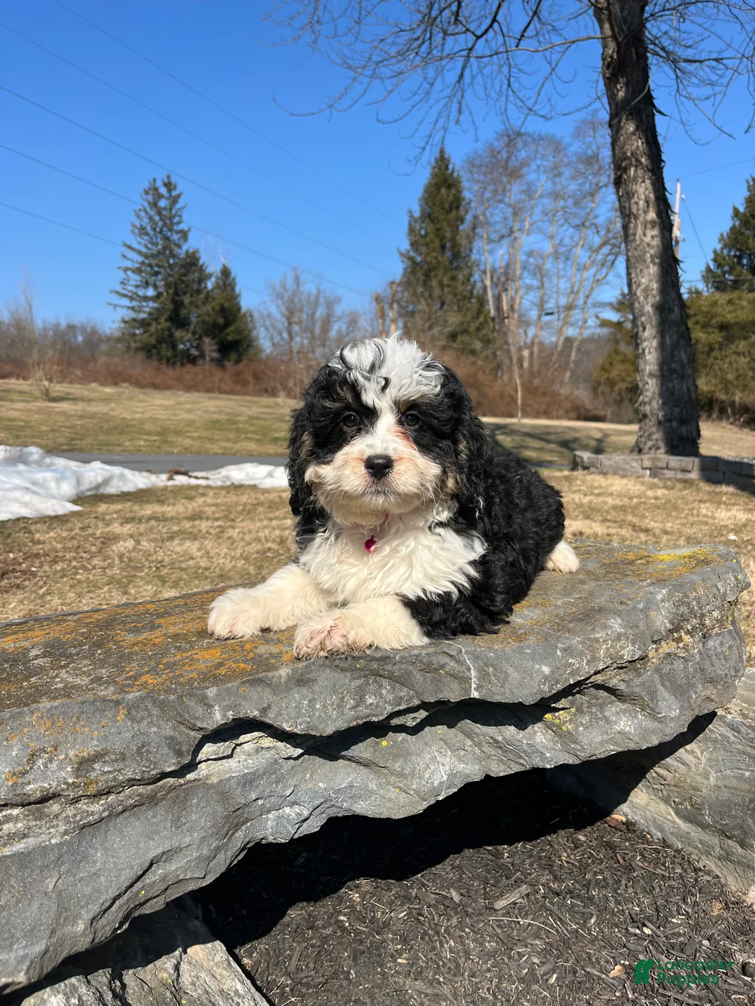 Mini Bernedoodle dogs for sale: Kahlua - Ad 2