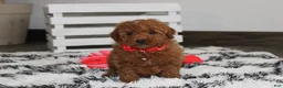 Miniature Poodle dogs for sale: Sammy - Ad 4