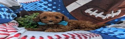 Cockapoo dogs for sale: Moore Hypoallergenic - Ad 34