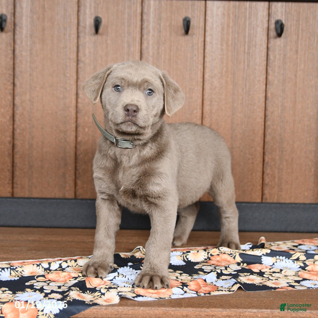 Labrador Retriever dogs for sale: Winston - Ad 4