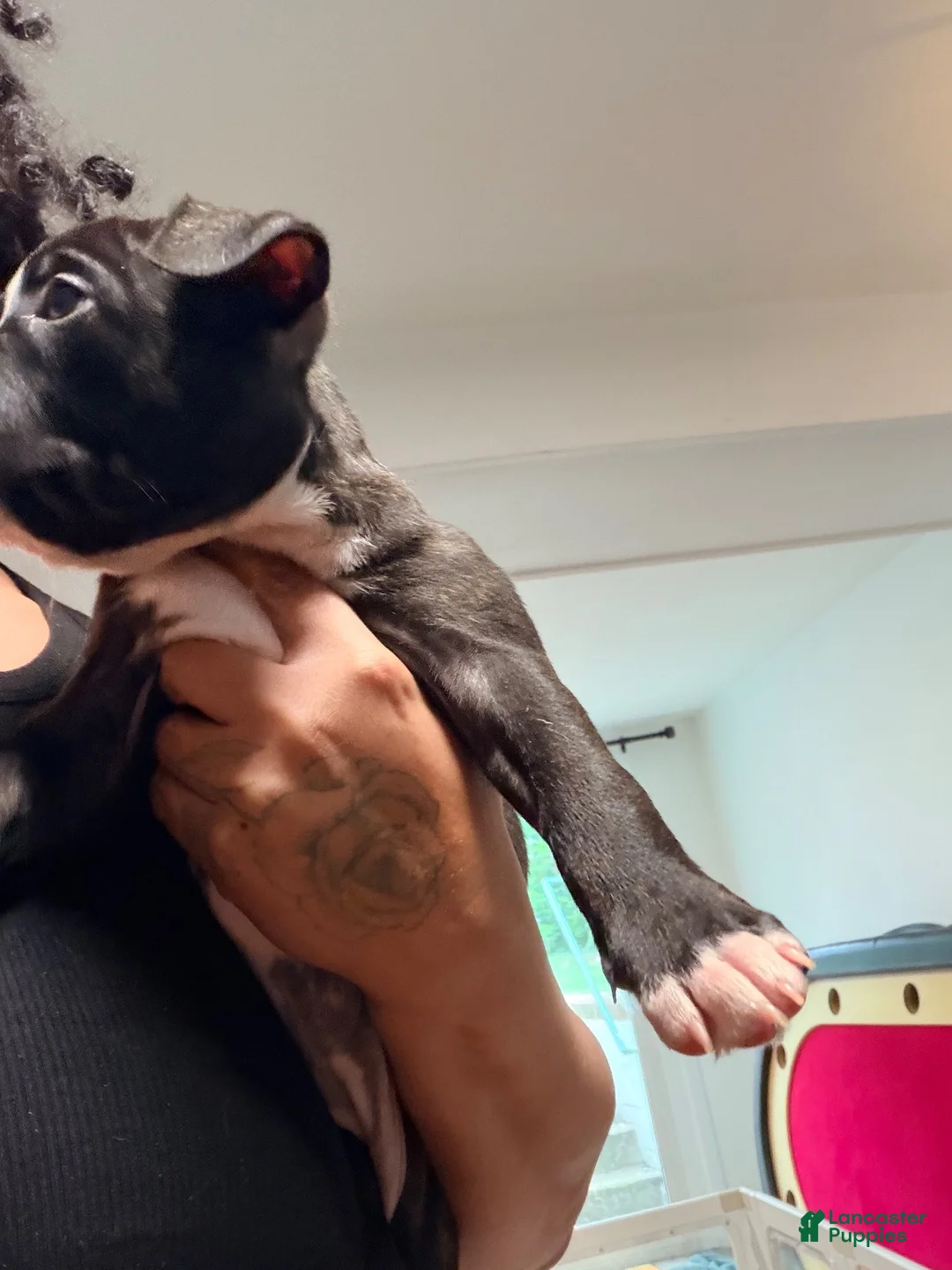 American Bully dogs for sale: American Bully 4 - Ad 20
