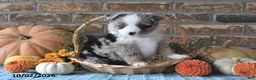 Miniature Australian Shepherd dogs for sale: Hope - Ad 4