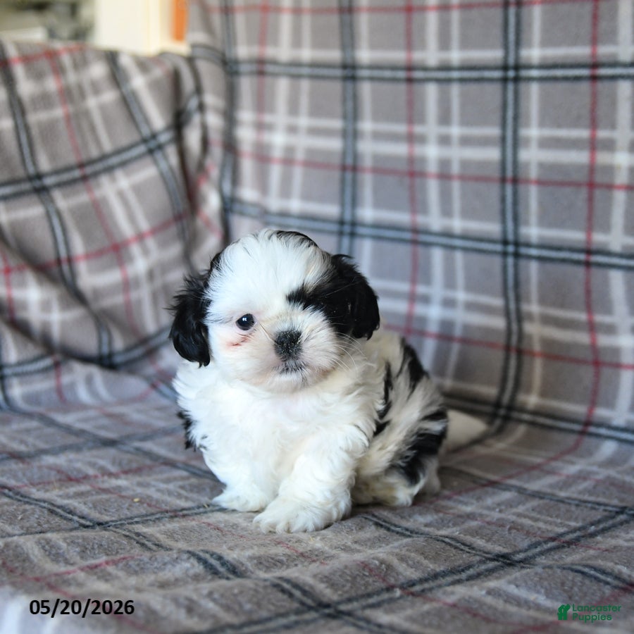 Shih Tzu dogs Spotty - Ad 1