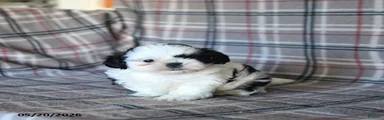 Spotty