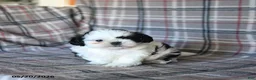 Shih Tzu dogs for sale: Spotty - Ad 1