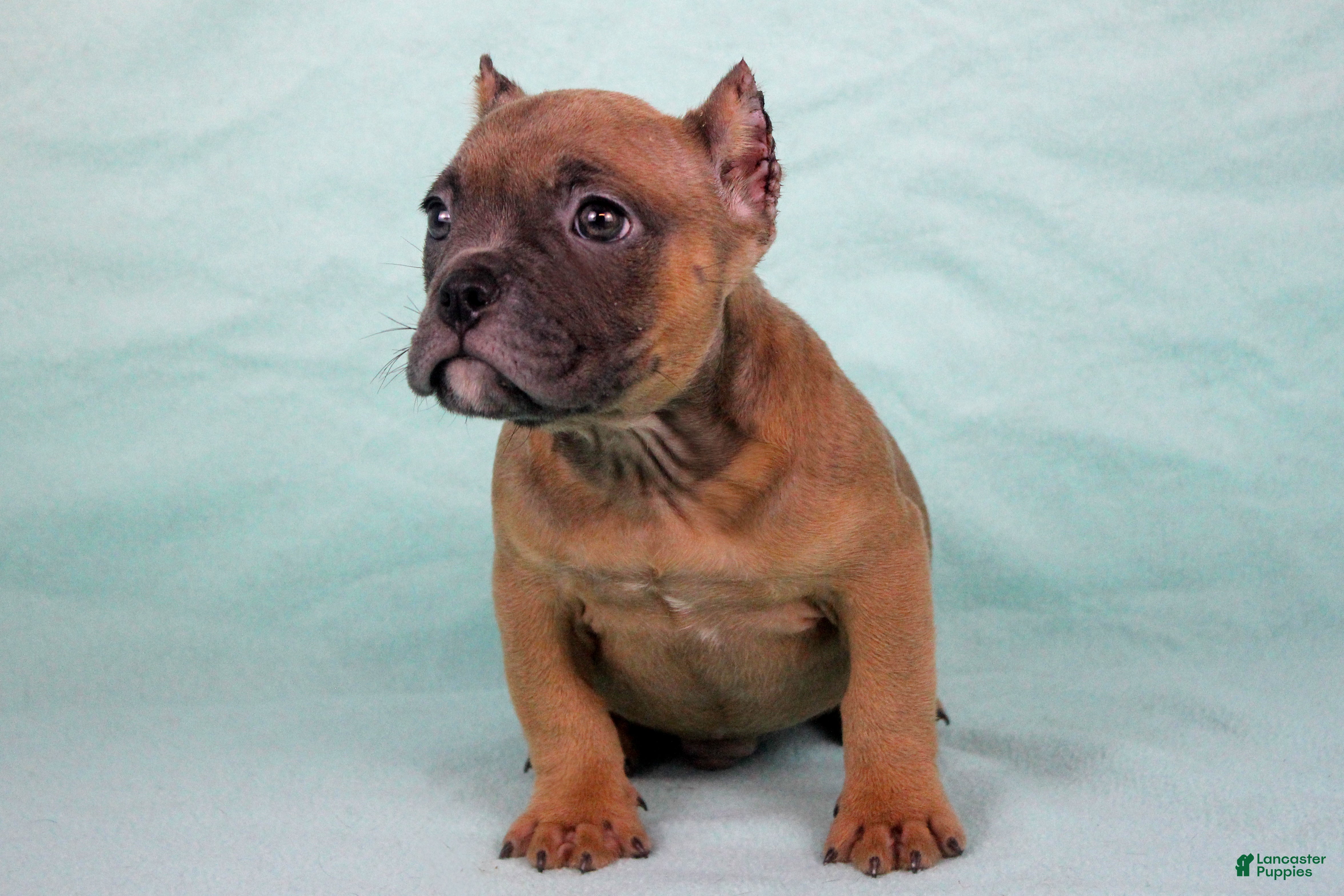 American Bully dogs Fawn Male - Ad 2