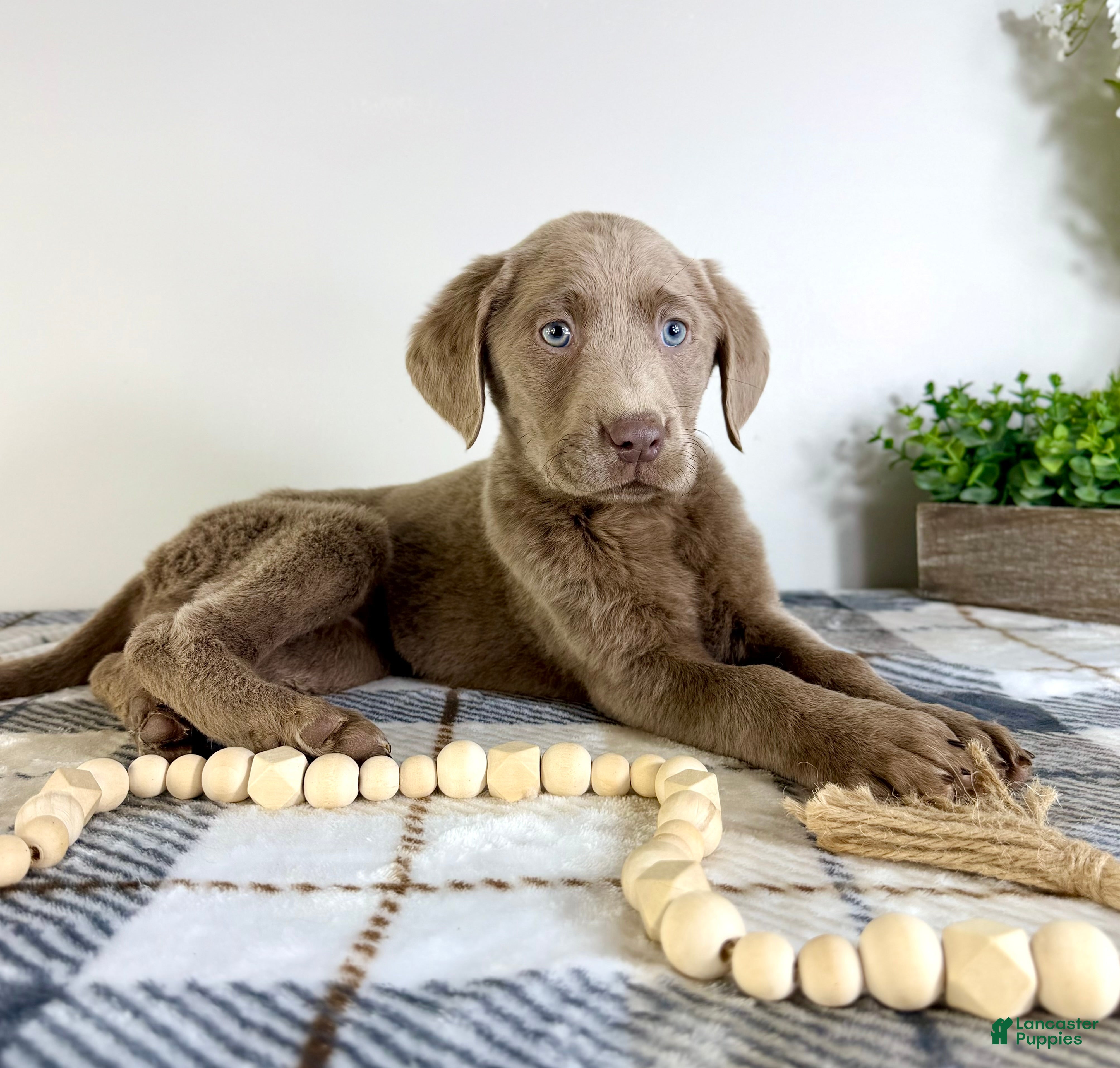 Labrador Retriever dogs AKC Lainey - Ad 38