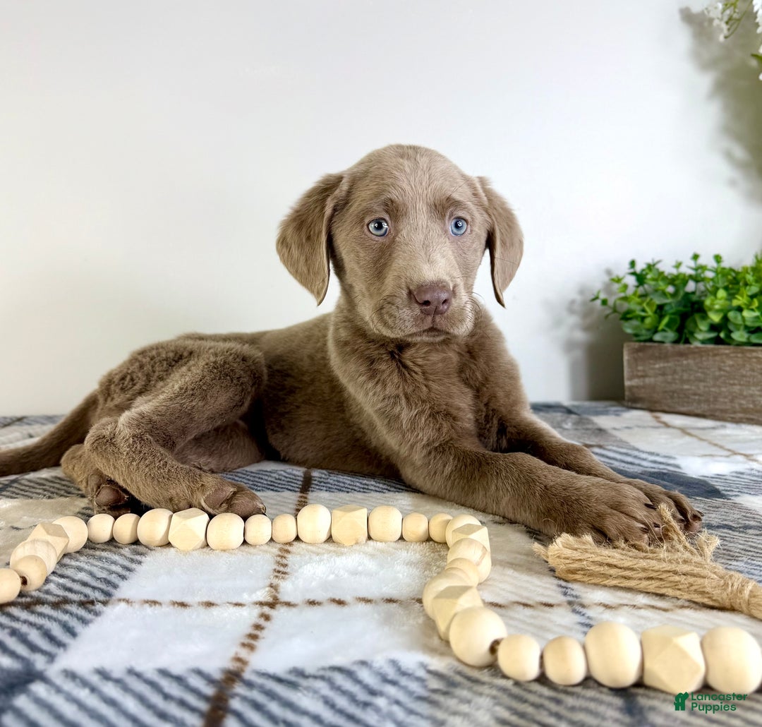 Labrador Retriever dogs for sale: AKC Lainey - Ad 1